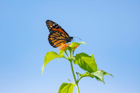 Beautiful Monarch butterfly feeding on flowers isolated in the blue skyの写真素材