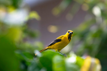 A bright Yellow Oriole standing out in a sea of green watching the cameraの写真素材
