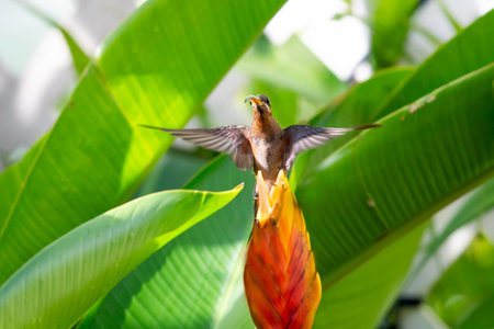 A Rufous-breasted Hermit, Glaucis hirsutus, flying with wings spread next to an exotic Heliconia...