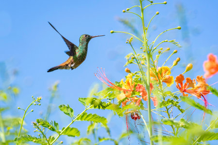 Beautiful Copper-rumped hummingbird flying in the blue sky next to tropical flowers in the sunlightの写真素材