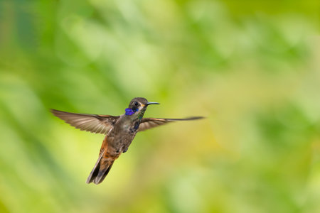 A Brown Violetear hummingbird, Colibri delphinae, flying in the rainforest with wings spreadの写真素材