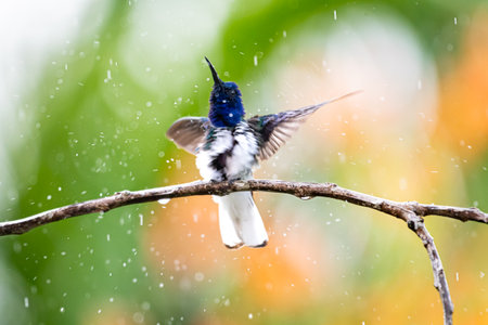 A White-necked jacobin hummingbird dancing in the rain with raindropsの写真素材