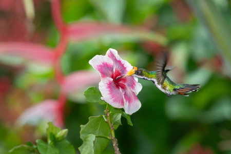 Hummingbird feeding on a pink hibiscus flower.の写真素材