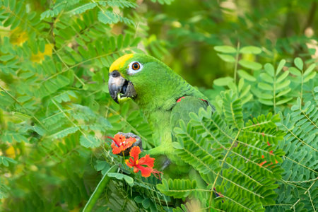 Parrot sitting on a branch.の写真素材