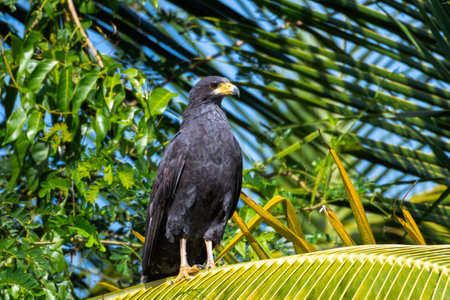 Crested Eagle on a palm tree in the rainforest.の写真素材