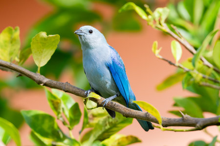 Beautiful blue bird sitting on a branch of a lemon tree.の写真素材