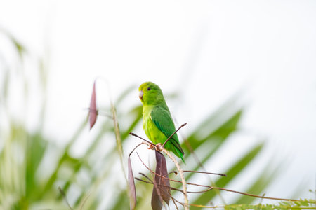 green parakeet sitting on a branch of a tree in natureの写真素材