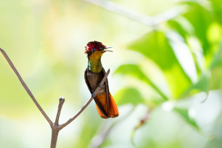 Rufous-throated Hummingbird (Amazilia rufescens) in natureの写真素材