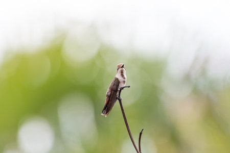 Hummingbird sitting on a twig in the garden with blurred backgroundの写真素材