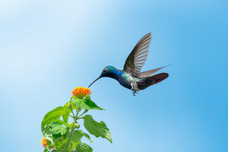 Hummingbird in flight with orange flower and blue sky in backgroundの写真素材