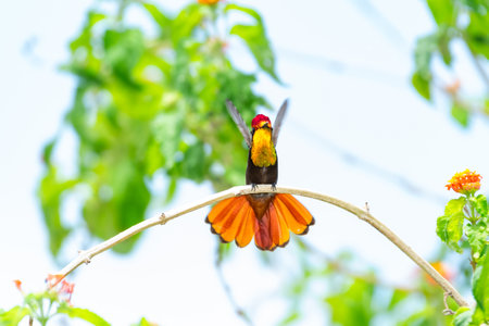 Hummingbird in nature, Thailand.の写真素材