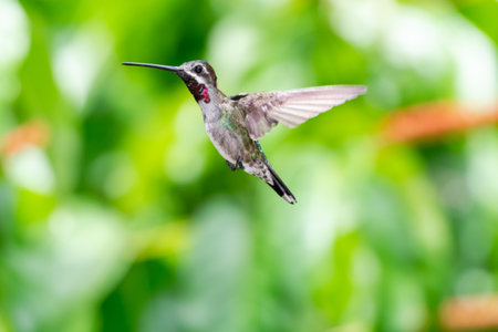 Female Ruby-throated Hummingbird (archilochus colubris) in flight