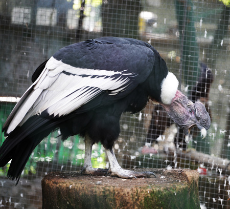 Condor in zoo, summer dayの写真素材