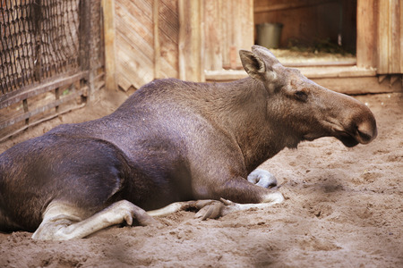 moose at the zoo, summer dayの写真素材