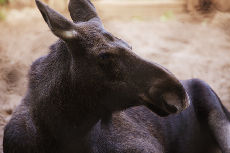 moose at the zoo, summer dayの写真素材