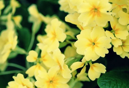 beautiful  flowers in the gardenの写真素材