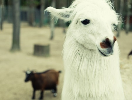Head of young smiling goat