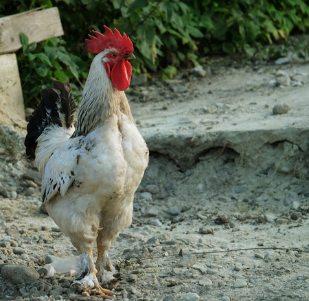 A rooster walks through the pasture of an Illinois farm, summer time
