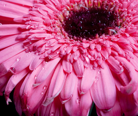 pink gerber with water dropの写真素材