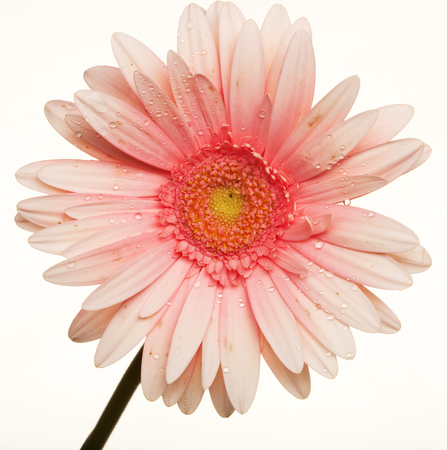 gerber on white backgroundの写真素材