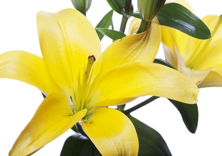 Lilies isolated over white backgroundの写真素材
