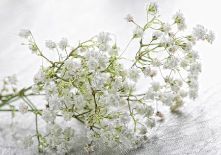 white flowers isolated on whiteの写真素材