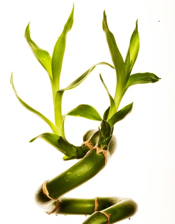 lucky bamboo on white backgroundの写真素材