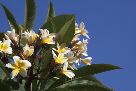 flowers in gardenの写真素材