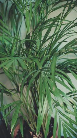 flower leaves close-up in the interiorの写真素材