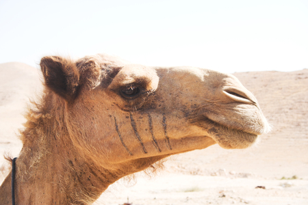 camel in desert summer dayの写真素材