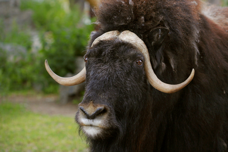 portrait of an angry musk ox with big horns の写真素材