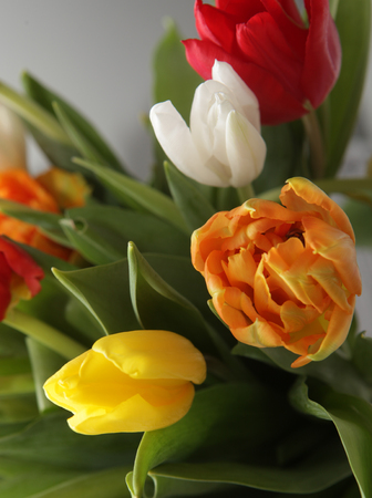 bouquet of the fresh tulips close upの写真素材