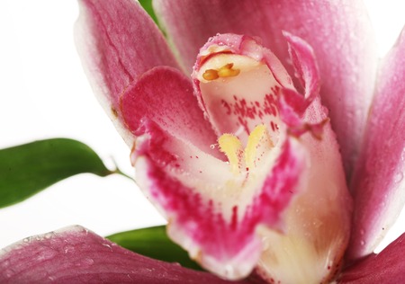 pink Orchid closeupの写真素材