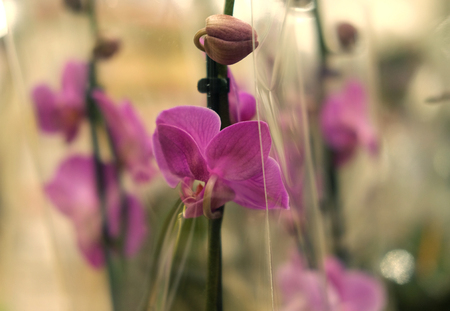 pink orchid in a pot in the storeの写真素材