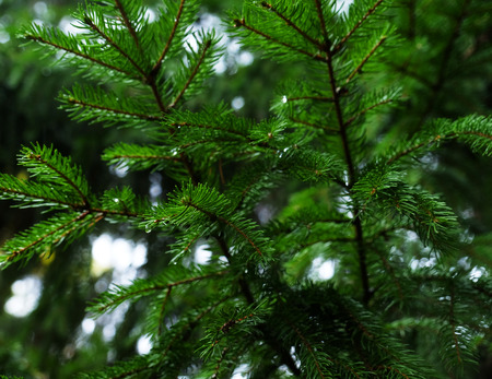 Pine needle with dewdrops in morningの写真素材