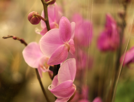 pink orchid in a pot in the storeの写真素材