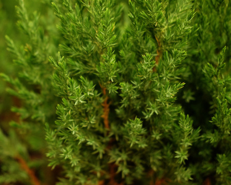 Saplings of pine, spruce, fir, sequoia and other coniferous trees in pots in plant nursery.の写真素材