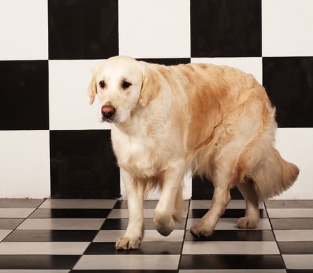 Labradorの写真素材