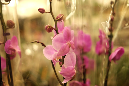 pink orchid in a pot in the storeの写真素材