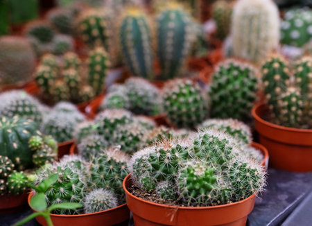 Various types of green cactus pots in the shop, close upの写真素材