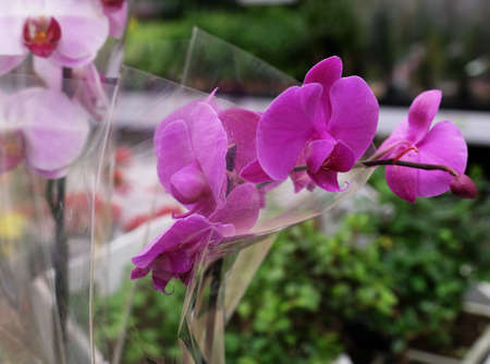 Pink orchid in a pot in the store, close upの写真素材