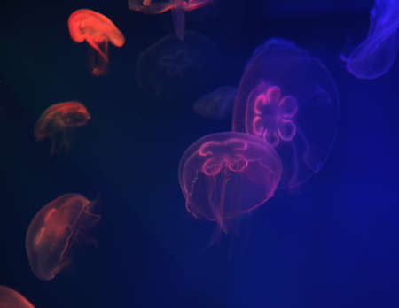 Jellyfish with blue neon glow light effect in sea aquarium, close upの写真素材