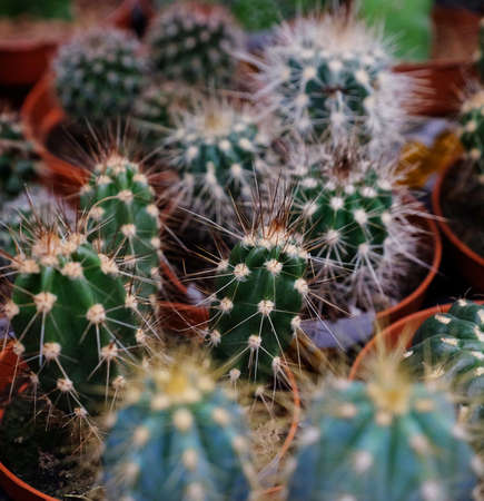 Various types of green cactus pots in the shop, close up