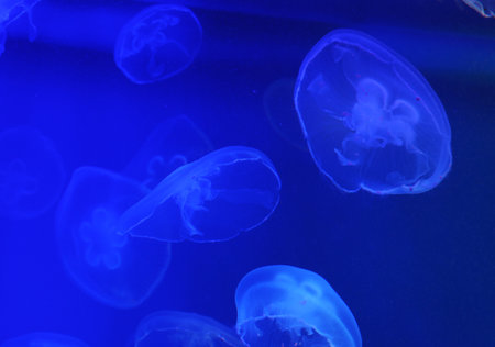 Beautiful jellyfish swim in an aquariumの写真素材
