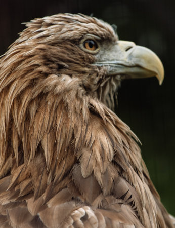 Detailed view of a white tailed eagle head, a typical Eurasian eagleの写真素材