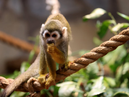 Central American squirrel monkey in the zoo, close up.
