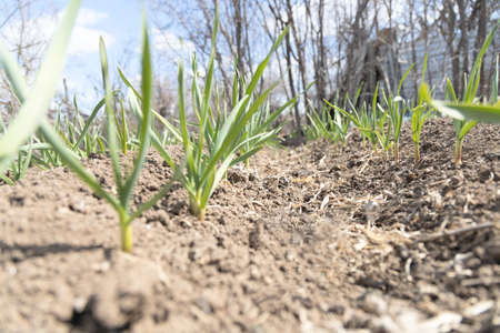 View of the beds of fresh green garlic. Earthen ridges with fresh garlic. Closeupの写真素材