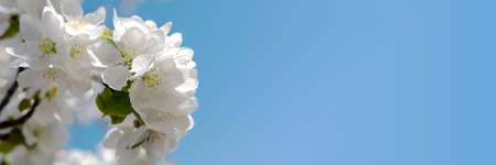 Image of a blooming flower of apple tree. Blue sky background. Banner. Place for text. Copy spaceの写真素材