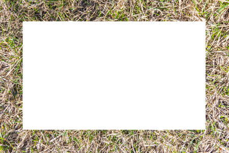 Grass background with place for an inscription. Frame of grass. Mockupの写真素材