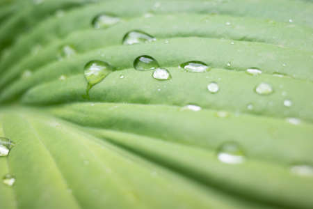 Drops of water on a green leaf. Raindrops on a green leaf. Closeupの写真素材